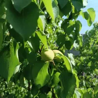 باغچه چهار دیواری فوری فروش در بهترین کوچه خدایار|فروش زمین و ملک کلنگی|ماهدشت, |دیوار