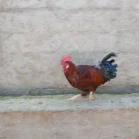 خروس و جوجه خروس|حیوانات مزرعه|مرودشت, رودبال|دیوار