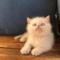 گربه بریتیش گربه اسکاتیش موقعیت شیراز|گربه|شیراز, معالیآباد|دیوار