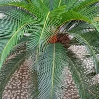 سیکاس و گلهای دیگر