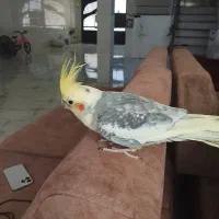 عروس هلندی نر مست رام رام|پرنده|سرپل ذهاب, |دیوار