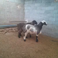 ۲رس بره قوچی درجه یک