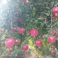 انار درجه یک