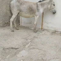 فروشی