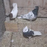 کبوتر کله رنگی و دم رنگی|پرنده|جلفا, |دیوار