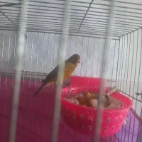 یک جفت قناری اصیل سوخته با هفت تا تخم|پرنده|مشگین شهر, |دیوار