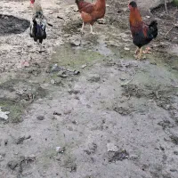 مرغ وخروس در فومن|حیوانات مزرعه|رشت, یخسازی|دیوار