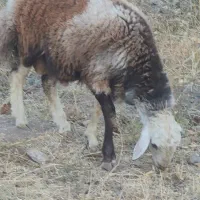 گوسفند بره نر  و ماده چاق ۶ راس درجه یک