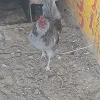 تخم  مرغ گلین نطفه دار
