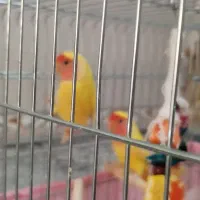 یک جفت طوطی برزیلی|پرنده|قرچک, زیبا شهر|دیوار