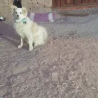 پامر‌اشپیتز