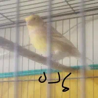 یک‌جفت‌قناری‌مولد‌