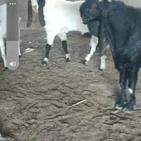 یک عدد بز نر