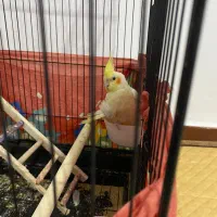 عروس هلندی نر|پرنده|وحیدیه, |دیوار