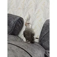 عروس هلندی وایت فیس سخنگو(نر)۹ماهه رام