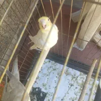 عروس هلندی