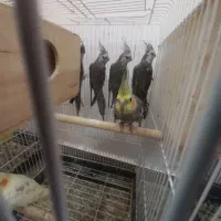 ۵عدد عروس هلندی جوان