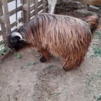 ساورین نر|حیوانات مزرعه|کرمانشاه, |دیوار