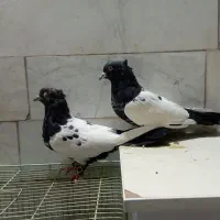 کفتر یا کبوتر|پرنده|فردوس (خراسان), |دیوار