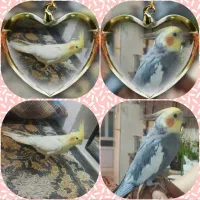 یک جفت عروس هلندی