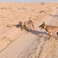 واگذاری مالینیوز جفت