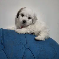 توله سگ مینیاتوری|سگ|پردیس, فاز ۵|دیوار