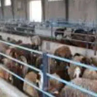 نیازمندکارگرباخانواده برای دامداری اطراف قزوین