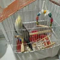 عروس هلندی ده ماهه