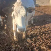 گاو ۳ماه اوست هست ۲۲۵ تومان