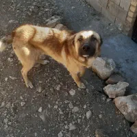 سگ نگهبان