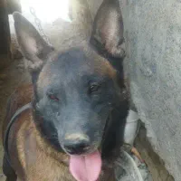 سگ ژرمن مالینویز