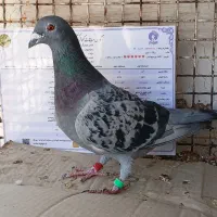 کفتر مسافتی و شناسنامه دار|پرنده|شیراز, رحمت‌آباد|دیوار
