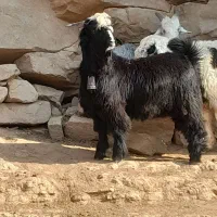 بیگ تخمی|حیوانات مزرعه|مسجد سلیمان, |دیوار