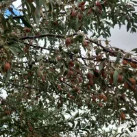 فروش باغ میوه