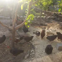مرغ و خروس گل پایگان 30 به فروش می رسد فوری