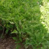 نشای گوجه فرنگی