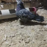 کبوتر دوبال هفرنگ تهرانی|پرنده|اسفرورین, |دیوار