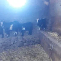 بز بزغاله بره|حیوانات مزرعه|هیر, |دیوار