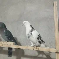 چند عدد کبوتر پرشی