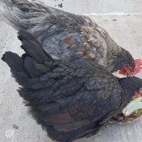 مرغ وخروس|حیوانات مزرعه|قم, حاج خلیل|دیوار