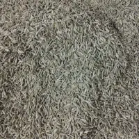 زیره سبز نو