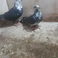 کبوتر در پرنده