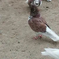 چندتا کفتر بازی کن وپرش بالا|پرنده|فهرج, |دیوار