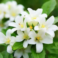 سیم کارت دائمی رند