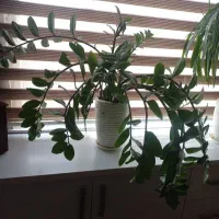 گل طبیعی|گل و گیاه طبیعی|مشهد, کشف|دیوار