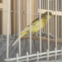 قناری نر بالغ