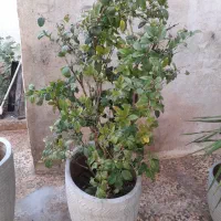 گل و گلدان|گل و گیاه طبیعی|طسوج, |دیوار