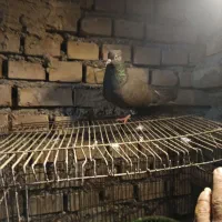 دم سفید ماده قهوه ای