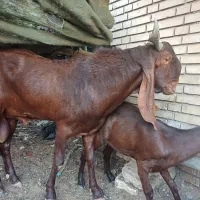 نر افغانی|حیوانات مزرعه|خرمشهر, |دیوار