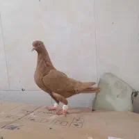 کفتر زردبهبونی  و شهری  سیاه